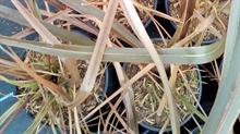Spider mites on phormium